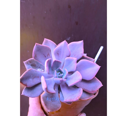 Граптоверія Деббі (graptoveria Debbie)
